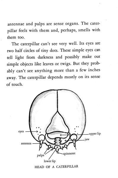 Caterpillars and How They Live by R. M. McClung