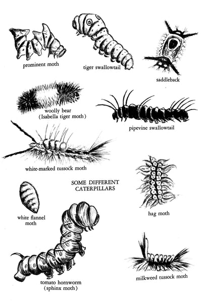 Caterpillars and How They Live by R. M. McClung