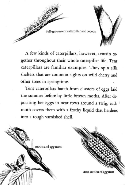 Caterpillars and How They Live by R. M. McClung