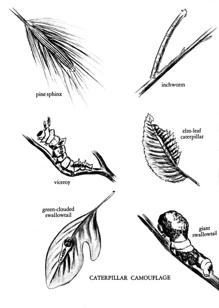 Caterpillars and How They Live by R. M. McClung