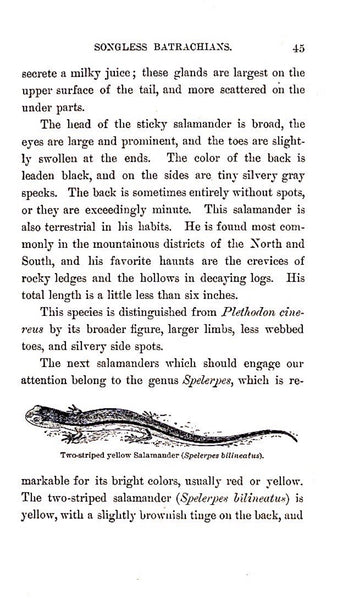 Familiar Life in the Field and Forest by F Schuyler Mathews, Illustrated, 1898